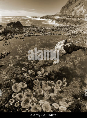 Cape Perpetua sea anemonies Oregon Stock Photo