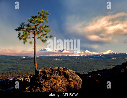 Ponderosa Pine growing in AA lava with Cascade peaks and storm clouds Newberry National Volcanic Monument Oregon Sky has been ad Stock Photo