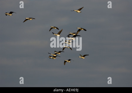 Comb or Knob billed Duck Sarkidiornis melanotos flock in flight Shire River Malawi Stock Photo