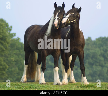 Gypsy Vanner Horse fillies Stock Photo