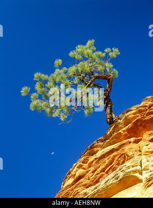 Ponderosa pine tree in colorful rock with moon Zion National Park Utah Stock Photo