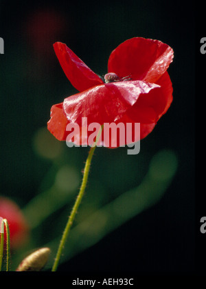 poppy. Photo by Willy Matheisl Stock Photo