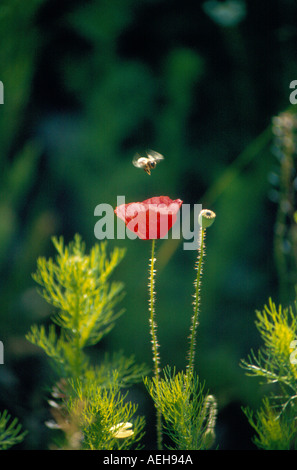 poppy with bee. Photo by Willy Matheisl Stock Photo