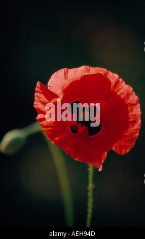 poppy. Photo by Willy Matheisl Stock Photo
