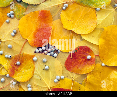 Aspen leaves and elderberry berries in pond Near Alpine Oregon Stock Photo