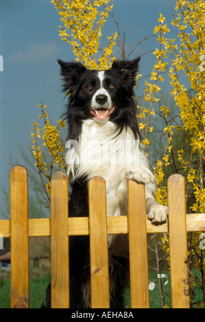 Border Collie dog behind fence Stock Photo