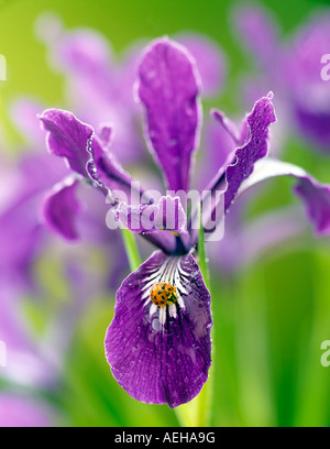 Wild Iris Iris tenax with lagy bug and dew Near Alpine Oregon Stock Photo