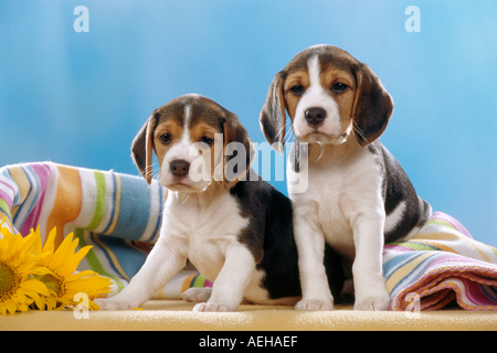 two beagle dog puppies Stock Photo