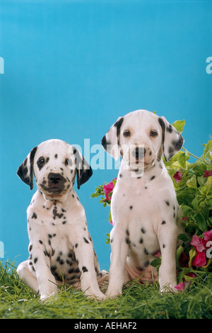 two dalmatian dog puppies sitting in grass Stock Photo