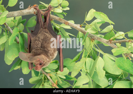 California Leaf-nosed Bat Macrotus californicus Alamos Sonora MEXICO January Adult Male Phyllostomidae Stock Photo