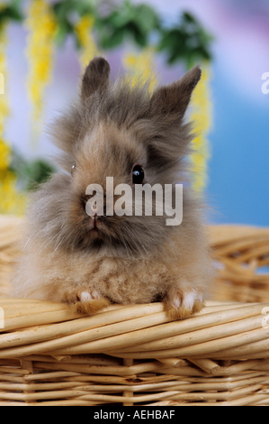 young lion-headed rabbit looking out of a basket Stock Photo