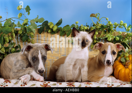 animal-friendship: young Siamese cat between two Whippet dogs - puppies Stock Photo