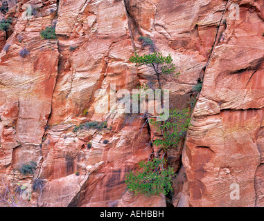 Ponderosa Pine tree growing in sandstone cliff Zion National Park Utah Stock Photo