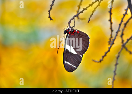 Small Blue Grecian Heleconius sara Portland Oregon Zoo Stock Photo