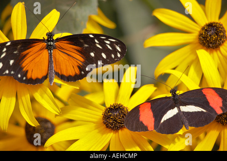 Golden helicon Heliconius hecale and Postman butterfly Heliconius erato on Black Eyed Susan flower Portland Oregon Zoo Stock Photo