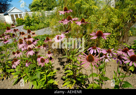 Cone flower growing in the Physic Garden Cowbridge Vale of Glamorgan South Wales UK Stock Photo