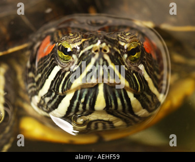 Red eared slider terrapin,  Trachemys scripta elegans Stock Photo