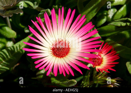 Bright pink Livingstone Daisy open in sunshine Stock Photo