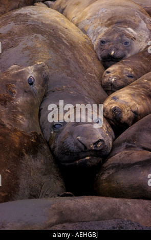 Male elephant seal and his harem King George Island Antarctica Stock Photo
