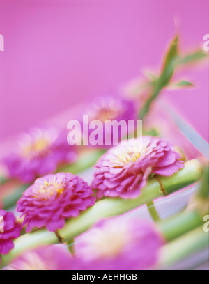 Zinnias, close-up Stock Photo