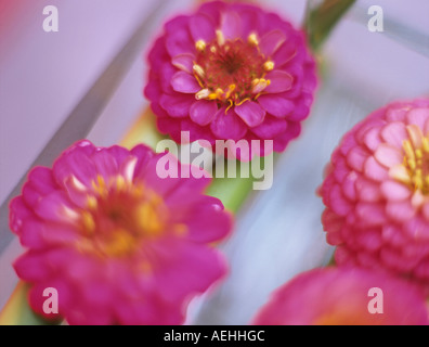 Zinnias, close-up, elevated view Stock Photo