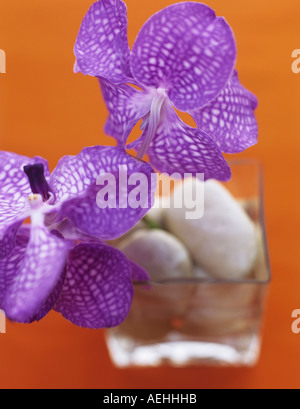 Chequered orchids, close-up Stock Photo