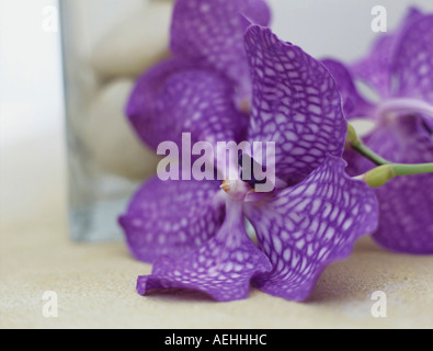 Chequered orchids, close-up Stock Photo