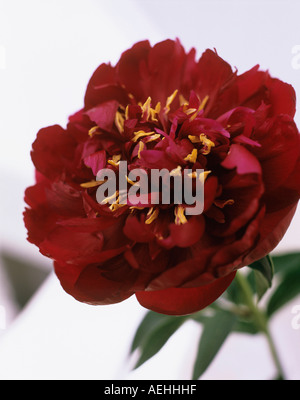 Red dahlia, close-up Stock Photo