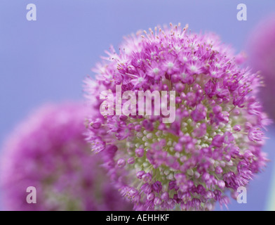 Onion flower (allium giganteum) Stock Photo