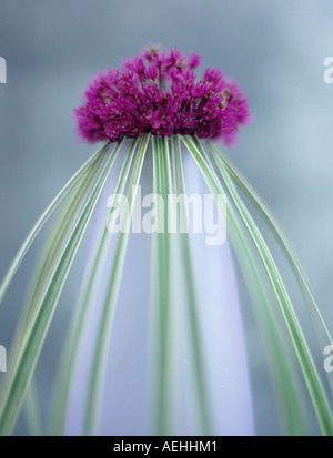 Onion flower (allium giganteum) and grass in vase Stock Photo
