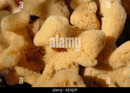 Macro detail close up of a sponge Stock Photo