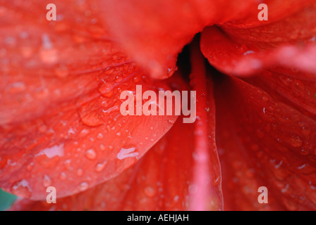 A close up of a red flower after the rain