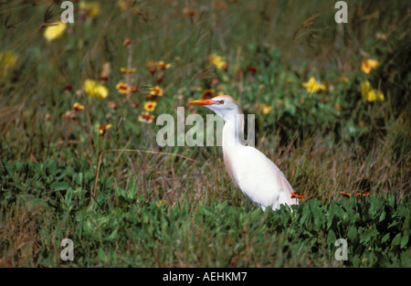 Cattle Egret Stock Photo