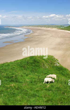 Welsh sheep graze on the lush green cliff top overlooking Rhossili bay beach and downs Gower peninsular South West Wales GB Stock Photo