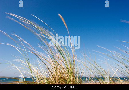 Coastal grass blowing in the wind Stock Photo