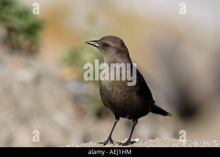 Female Brewer's Blackbird (Euphagus cyanocephalus) on the Pacific Coast, California, USA Stock Photo