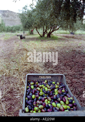 Box filled with green and black olives in an olive grove near Andalgalá in Catamarca, Argentina Stock Photo