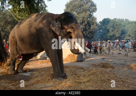 Elephant market in sonepur big hi-res stock photography and images - Alamy