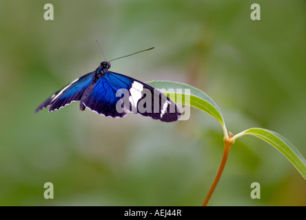 Small Blue Grecian butterfly Heliconius sara Portland Zoo butterfly garden Oregon Stock Photo