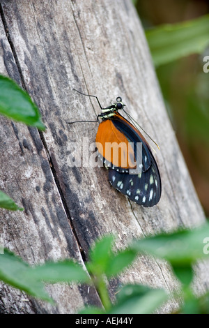 Golden helicon heliconius hecale at Portland Zoo butterfly garden Oregon Stock Photo
