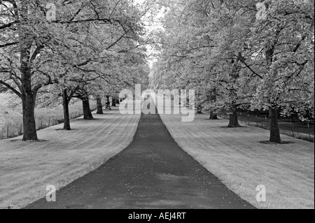 Maple tree lined drive Stock Photo