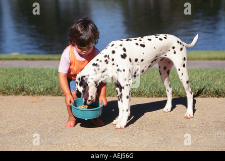 3-4 year old child feeds pet dalmatian dog side view profile front view  POV MR Myrleen Pearson Stock Photo