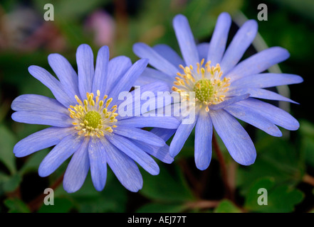 Anemone Blanda Flowers. Stock Photo