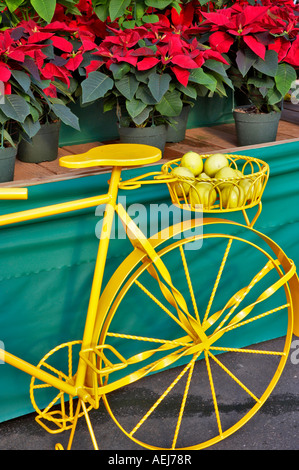 Yellow bike with poinsetias Al s Nursery Woodburn Oregon Stock Photo