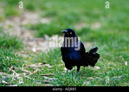 Black raven bird Stock Photo