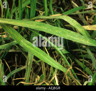 BaYMV barley yellow mosaic virus symptoms on a barley leaf Stock Photo