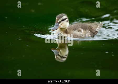Mallard (Anas platyrhynchos), swimming duckling Stock Photo