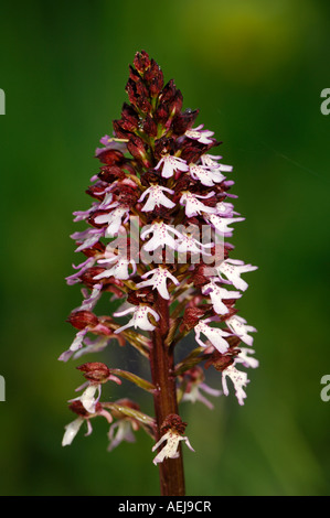 Lady orchid (Orchis purpurea) Stock Photo