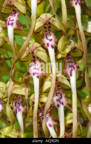 Lizard Orchid (Himantoglossum hircinum) Stock Photo