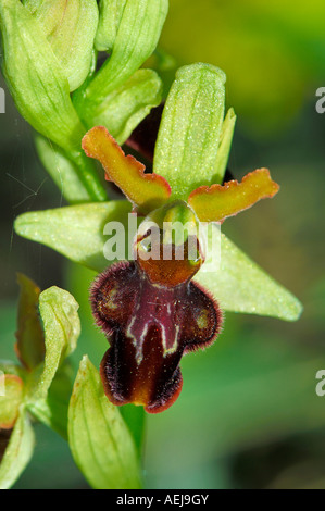 Early spider-orchid (Ophrys sphegodes) Stock Photo